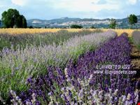 assisi campi di lavanda assisi