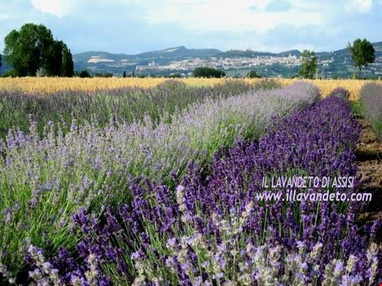 Lavandeto di Assisi Assisi campi di lavanda, campi di lavanda in Italia  
