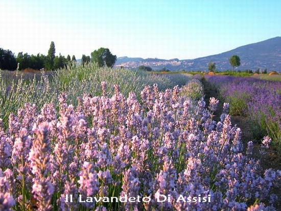 Immagini di Assisi