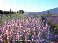 immagini di assisi assisi