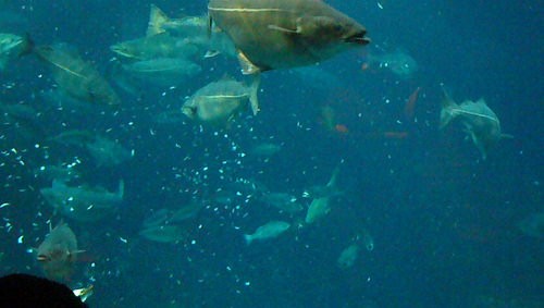  diving