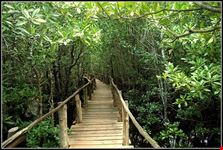  jozani forest