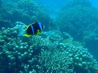  snorkeling