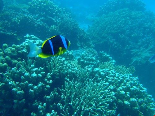 Snorkeling Zanzibar lusciousblopster - Attribution-NonCommercial-ShareAlike (http://creativecommons.org/licenses/by-nc-sa/2.0/) lusciousblopster