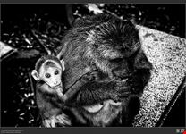  monkey cave
