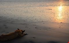  gorai beach
