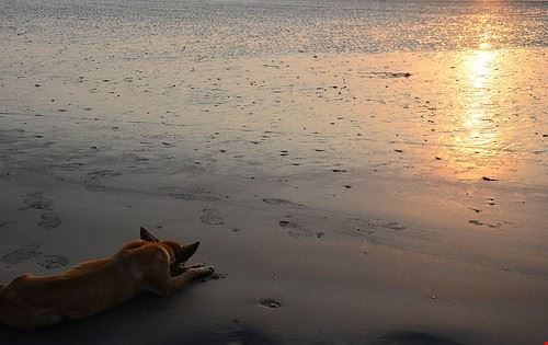Gorai Beach - Suraj P. Singh's Photography - Suraj P. Singh's Photography - Attribution-NonCommercial-ShareAlike (http://creativecommons.org/licenses/by-nc-sa/2.0/)