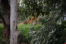  zoo