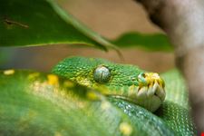  parco zoo punta verde