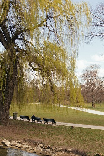  englischer garten  giardino inglese