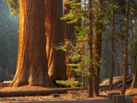 Sequoie del Sequoia National Park