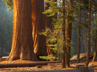  Sequoia National Park Kenneth Sponsler - ©iStockphoto.com Kenneth Sponsler