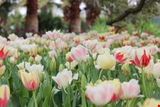  dallas arboretum and botanical garden
