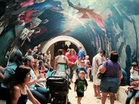  dallas world aquarium
