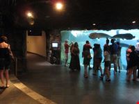  dallas world aquarium