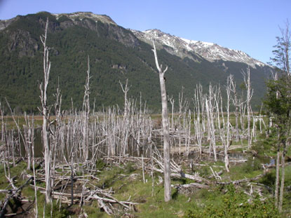 Alberi e montagne