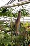  jardin botanico