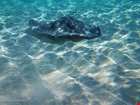  snorkeling
