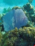  snorkeling