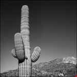  lost dutchman state park