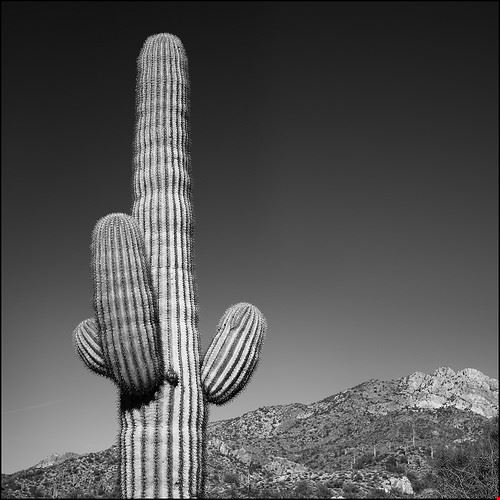Lost Dutchman State Park - Paucal - Paucal - Attribution-NonCommercial-NoDerivs (http://creativecommons.org/licenses/by-nc-nd/2.0/)