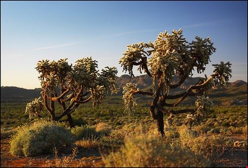 Lost Dutchman State Park Phoenix Paucal - Attribution-NonCommercial-NoDerivs (http://creativecommons.org/licenses/by-nc-nd/2.0/) Paucal