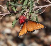  desert botanical garden