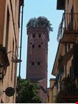  la torre guinigi