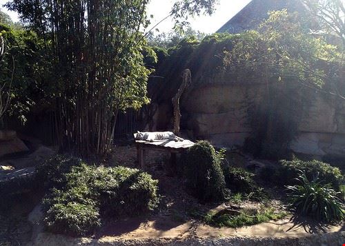 Audubon Zoo New Orleans  jendubin - Attribution-NonCommercial-NoDerivs (http://creativecommons.org/licenses/by-nc-nd/2.0/) jendubin