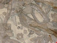  museo paleolitico