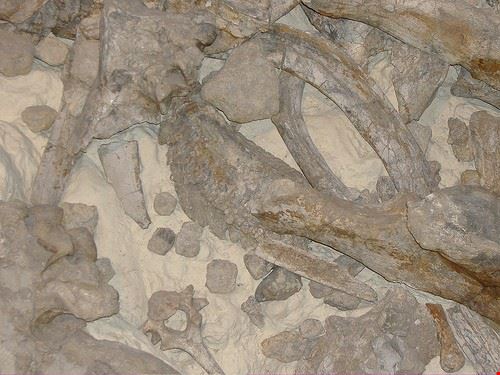 Museo Paleolitico - berardengo - berardengo - Attribution-NonCommercial (http://creativecommons.org/licenses/by-nc/2.0/)