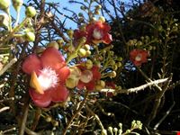 Fiori profumati