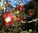 Fiori profumati Fiori profumati