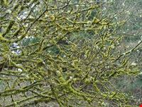  washington park arboretum