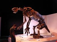  museo di scienze naturali di houston