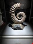  museo di scienze naturali di houston