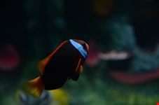  melbourne aquarium