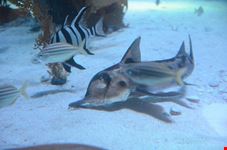  melbourne aquarium