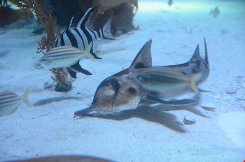 Melbourne Aquarium Melbourne avlxyz - Attribution-NonCommercial-ShareAlike (http://creativecommons.org/licenses/by-nc-sa/2.0/) avlxyz