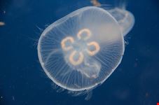  melbourne aquarium