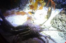  melbourne aquarium