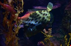  melbourne aquarium