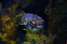  melbourne aquarium