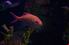 melbourne aquarium