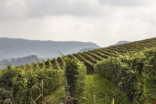 Consigli Utili su Cucina e vini - candido33 - candido33 - Attribution-NonCommercial-ShareAlike (http://creativecommons.org/licenses/by-nc-sa/2.0/)
