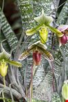  longwood gardens