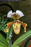  longwood gardens