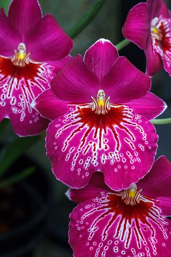  longwood gardens