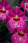  longwood gardens