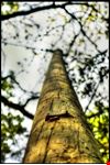  bosco di palo